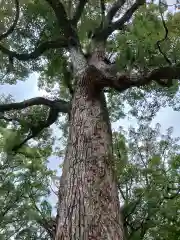 四條畷神社の自然