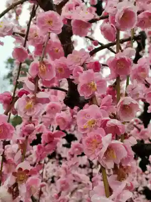 結城神社の自然