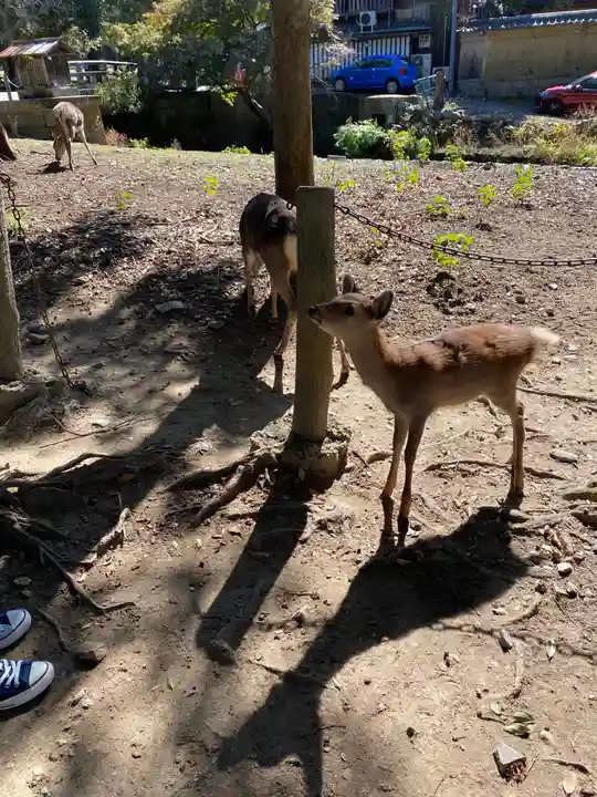 興福寺 南円堂の動物