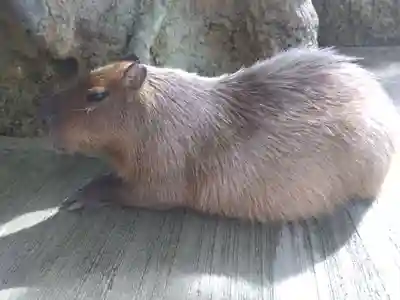 妙法寺(福井県)