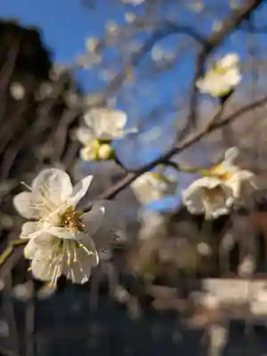 鳩森八幡神社(東京都)