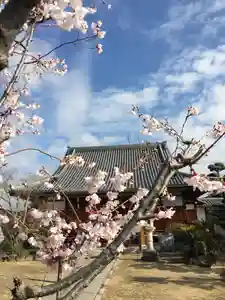 三十講山 光傳寺の自然(2020年05月11日(月) 20時41分24秒投稿)
