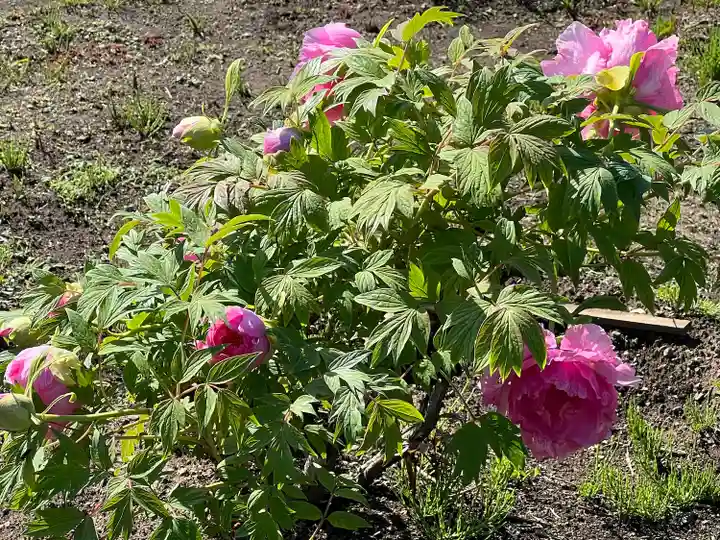 箭弓稲荷神社(埼玉県)