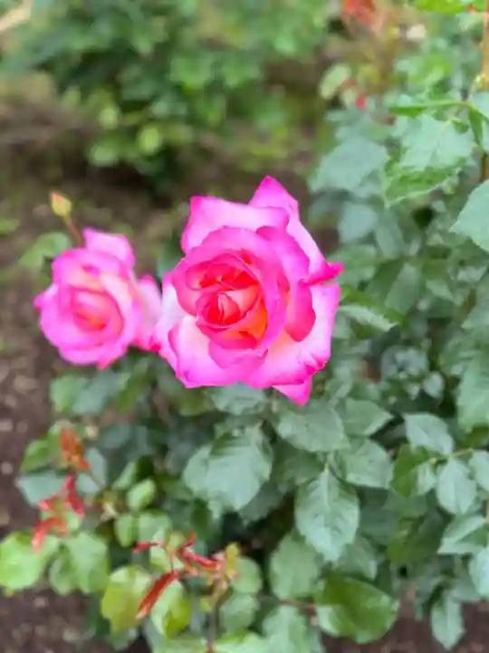 霊山寺(奈良県)