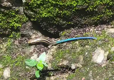 惣河内神社(愛媛県)