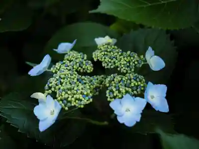 天王山 安楽寺(福井県)