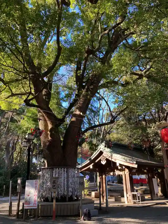 平塚八幡宮(神奈川県)