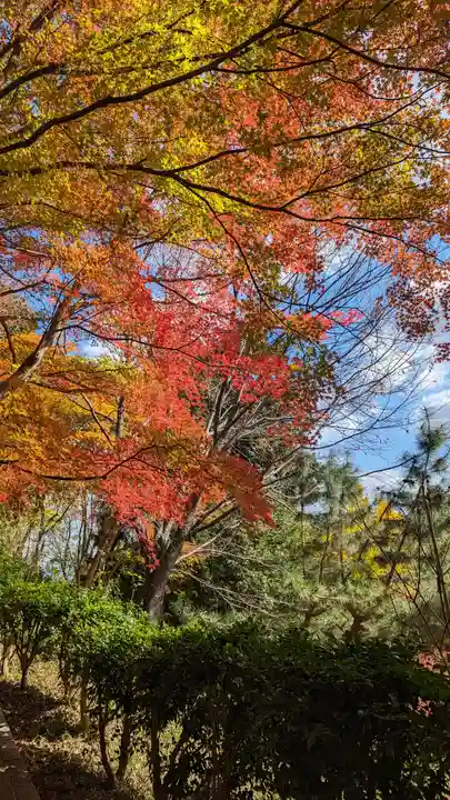十輪寺(京都府)