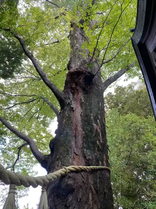 川越氷川神社の自然