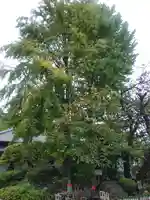 養源寺(東京都)