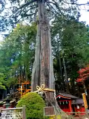 北口本宮冨士浅間神社の自然