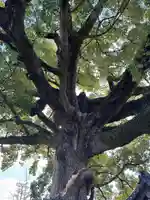 百舌鳥八幡宮(大阪府)