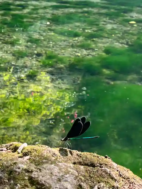 磯山弁財天の動物