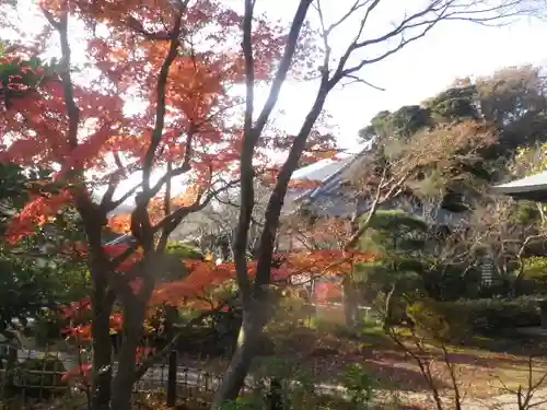 浄光明寺の自然