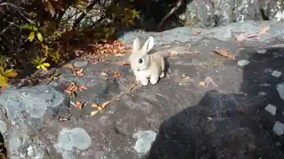 日蓮宗 総本山 塔頭 定林坊(じょうりんぼう)の狛犬