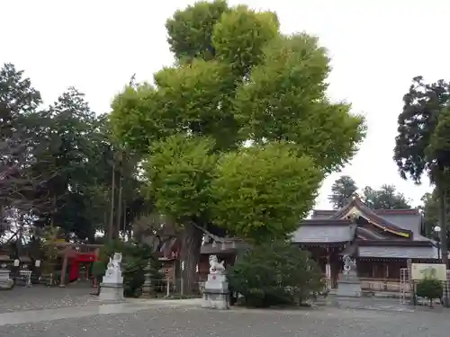 亀ケ池八幡宮の自然