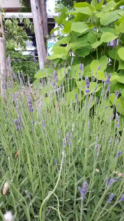 新琴似神社の自然