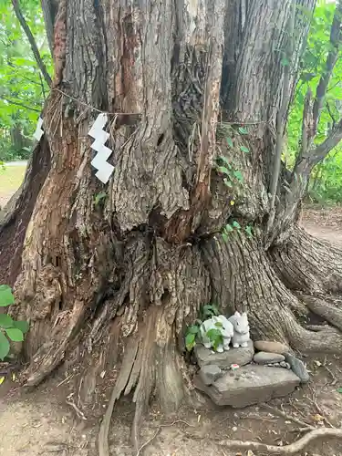 帯廣神社の自然