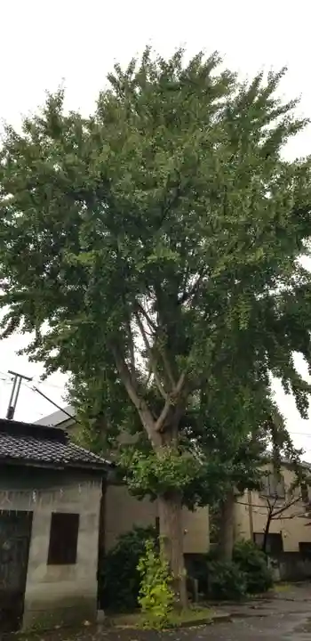 中川氷川神社の自然