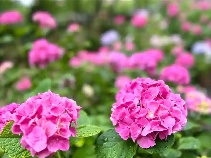 岐阜護國神社(岐阜県)