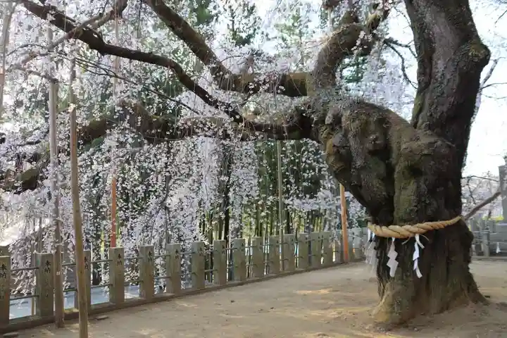 小川諏訪神社の自然