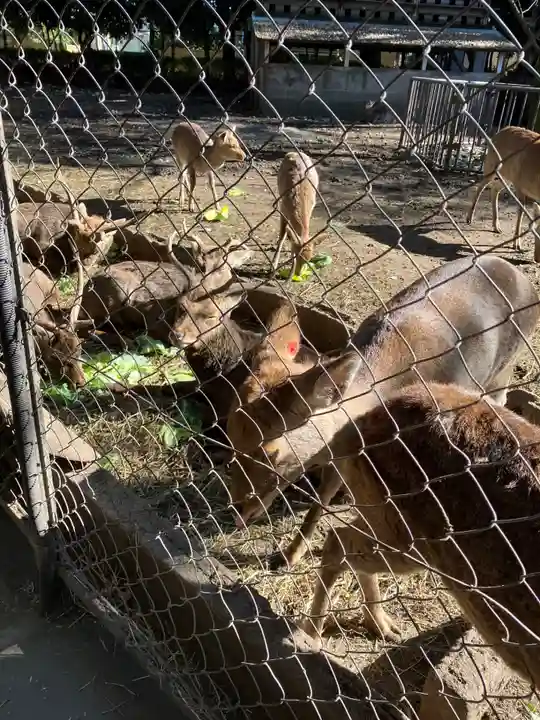 三嶋大社(静岡県)