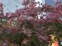 摩利支天 徳大寺の自然