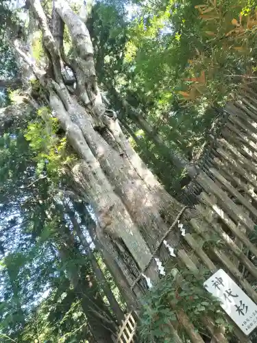 玉置神社の{uncategorized: "未分類", other: "その他", undefined: "問題あり", building: "その他建物", grave: "お墓", sacred_gate: "鳥居", guardian: "狛犬", statue: "像", buddha: "仏像", history: "歴史", nature: "自然", garden: "庭園", animal: "動物", pagoda: "塔", temizu: "手水舎", mountain_gate: "山門・神門", sanctuary: "本殿・本堂", subordinate: "末社・摂社", art: "芸術", scenery: "景色", jizo: "地蔵", ema: "絵馬", goshuin: "御朱印", omikuji: "おみくじ", items: "授与品その他", amulet: "お守り", goshuincho: "御朱印帳", eats: "食事", festival: "お祭り", votive_dance: "神楽", shichigosan: "七五三参", wedding: "結婚式", experience: "体験その他", initially: "初詣", around: "周辺", anti_infection: "感染症対策"}
