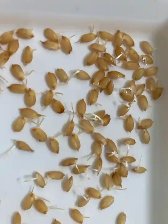 總社 和田八幡宮(福井県)