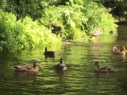 富士山本宮浅間大社の動物