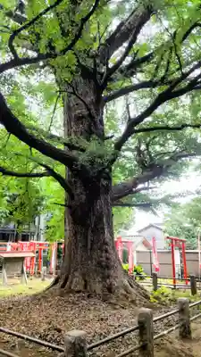 鬼子母神堂　(法明寺）(東京都)