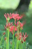 国宝 大法寺(長野県)