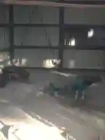 岩槻久伊豆神社(埼玉県)