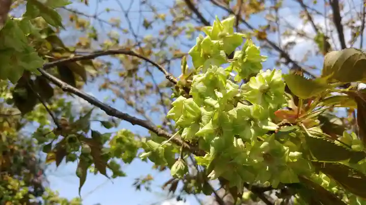 大報恩寺(千本釈迦堂)の自然