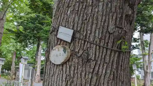 新琴似神社の自然