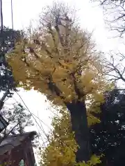 蛇窪神社の自然