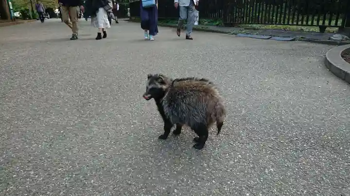 上野東照宮の動物