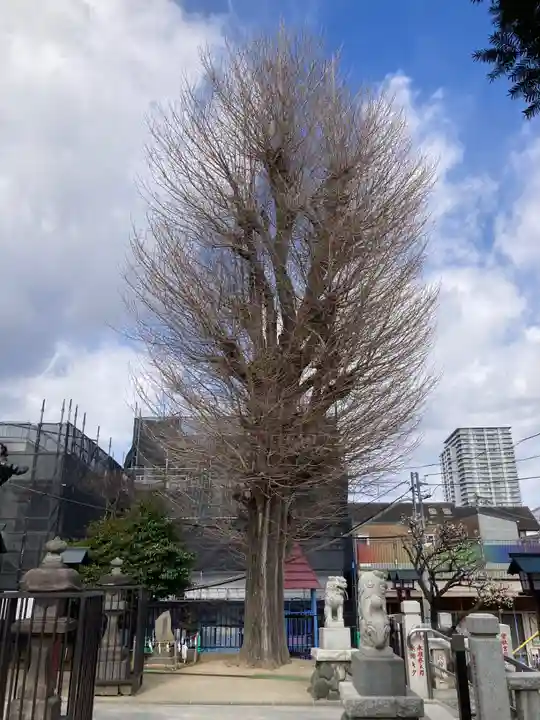 杉田八幡神社(杉田八幡宮)(神奈川県)