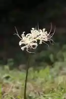 国宝 大法寺(長野県)