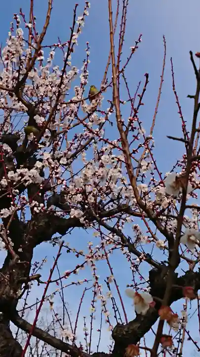 豊國神社の自然