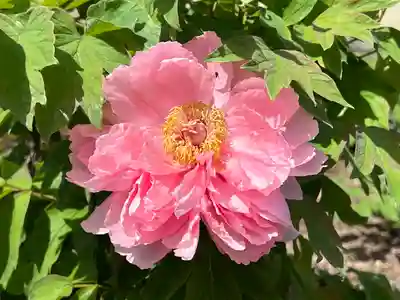 真言宗　善通寺派　薬王寺の自然