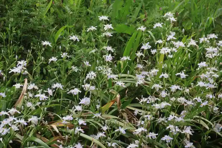 大六天麻王神社の自然