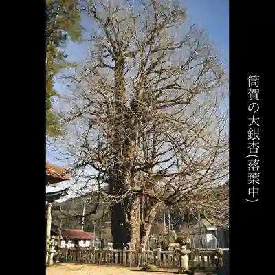 筒賀大歳神社の自然
