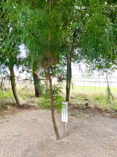 西野々八雲神社の自然
