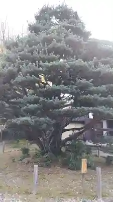 梅宮大社(京都府)