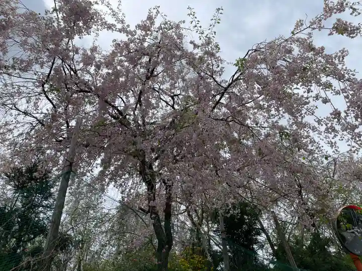原谷弁財天(京都府)