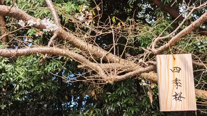櫻木神社の自然