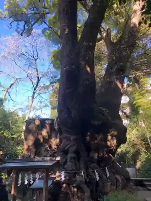 來宮神社(静岡県)