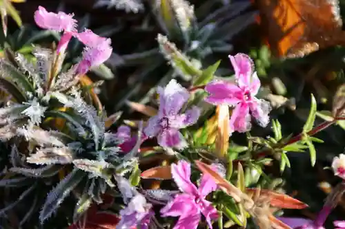 熊野福藏神社の自然