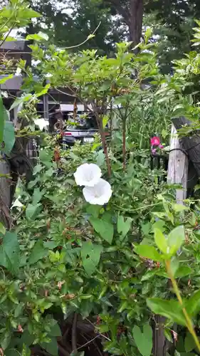 新琴似神社の自然